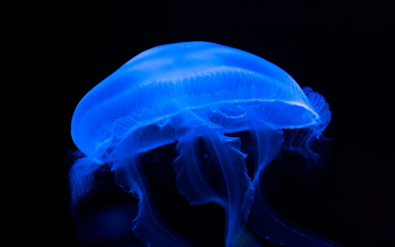 blue lit jellyfish swimming in black background elegantly